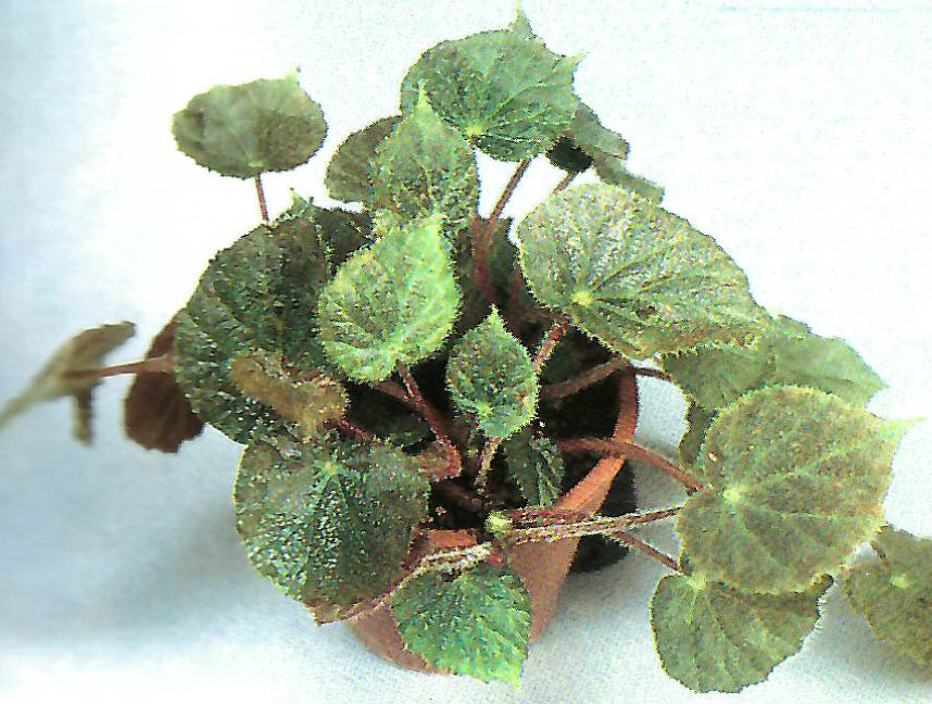 B. ‘Akanegumo’